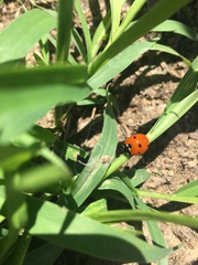 Coccinella septempunctata