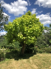 Magnoliopsida