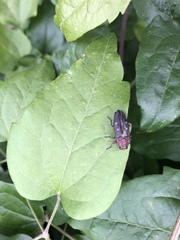 Chrysobothris affinis