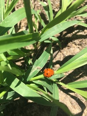 Coccinella septempunctata