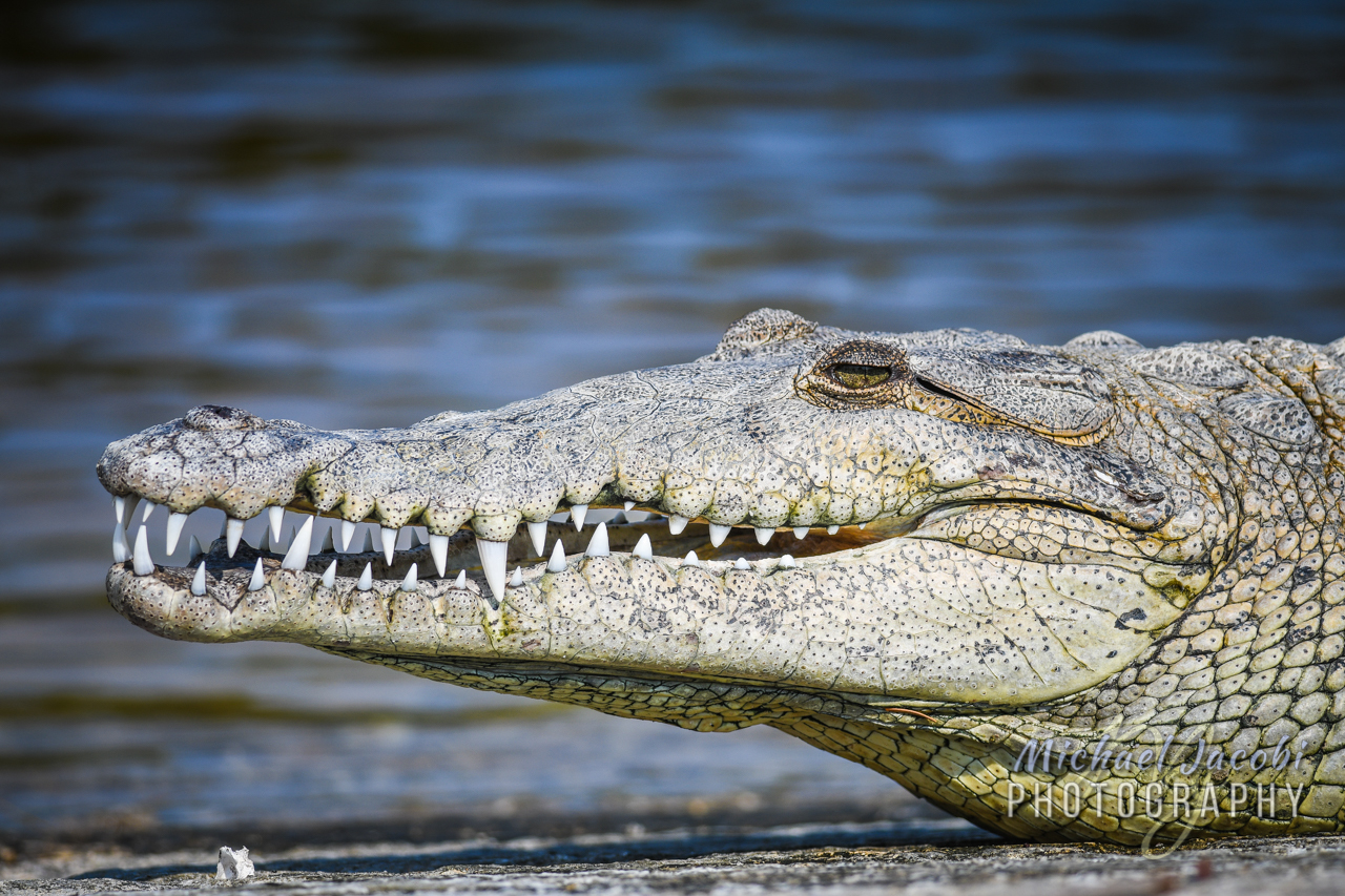 Cocodrilo de Río (Crocodylus acutus) · NaturalistaUY