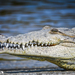 American Crocodile - Photo (c) Michael Jacobi, some rights reserved (CC BY-NC), uploaded by Michael Jacobi