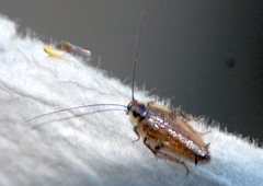 Ectobius lapponicus