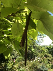 Magnoliopsida