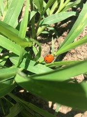 Coccinella septempunctata