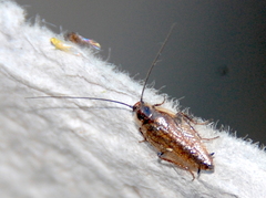 Ectobius lapponicus