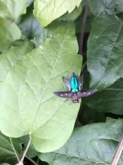 Chrysobothris affinis