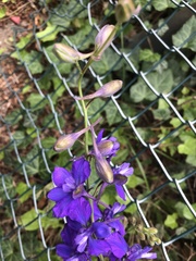 Delphinium consolida