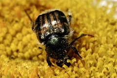 Trichiotinus affinis