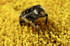Trichiotinus affinis