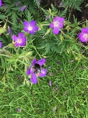 Bombus