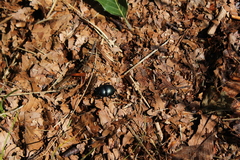 Trypocopris vernalis