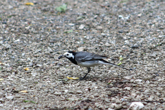 Motacilla alba
