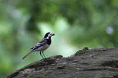 Motacilla alba