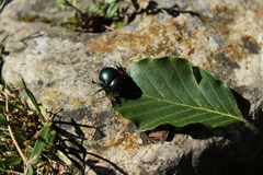 Trypocopris vernalis