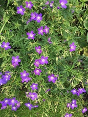 Geranium