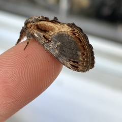 Notodonta scitipennis