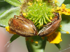 Byturus tomentosus
