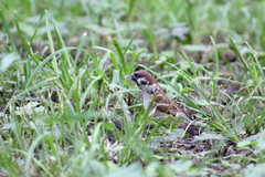 Passer montanus