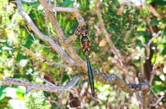 Somatochlora meridionalis