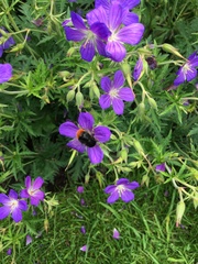 Bombus