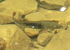 Micropterus coosae
