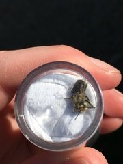 Megachile leachella