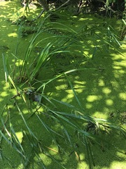 Carex pseudocyperus
