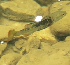 Micropterus coosae
