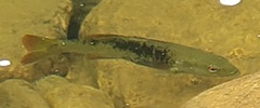 Micropterus coosae