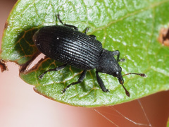 Magdalis ruficornis