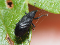 Magdalis ruficornis