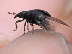 Magdalis ruficornis