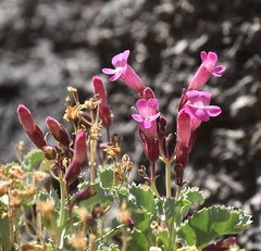 Penstemon petiolatus