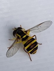 Xanthogramma sapporense