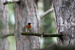 Phoenicurus phoenicurus