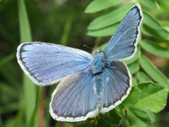 Plebejus idas