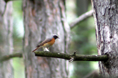 Phoenicurus phoenicurus