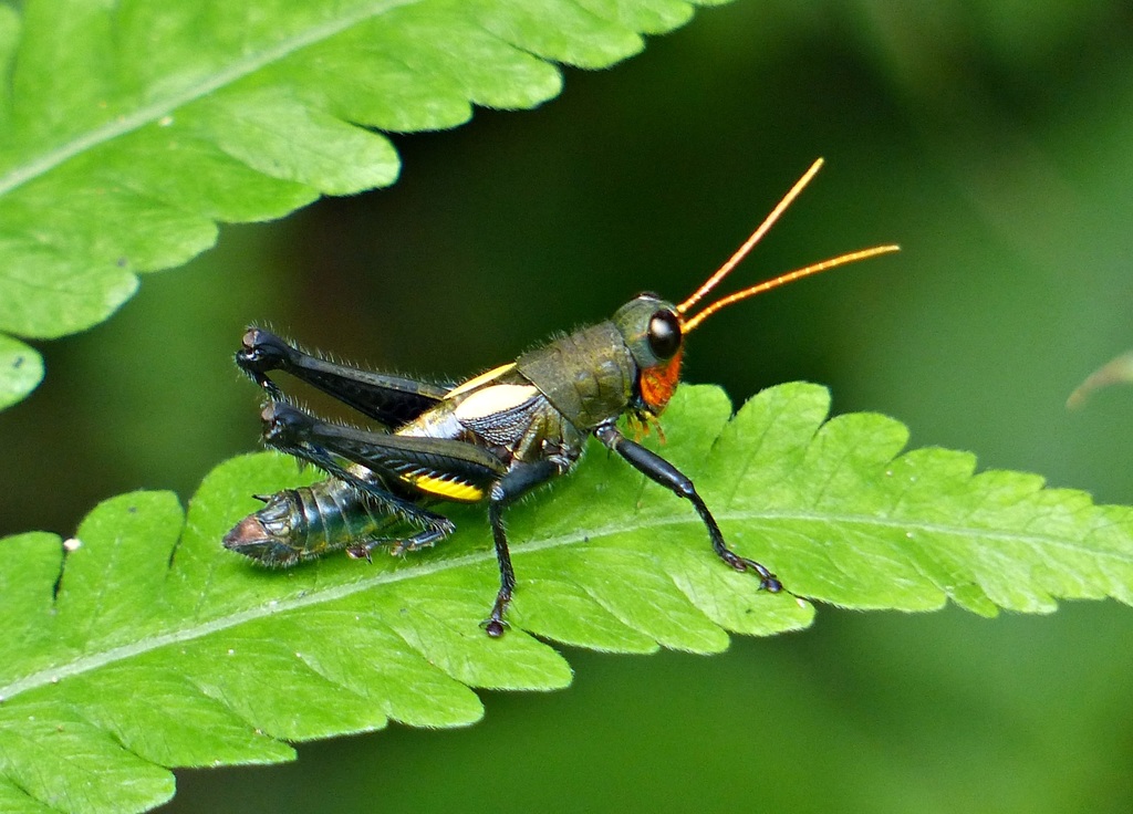 Dichromatos schrottkyi