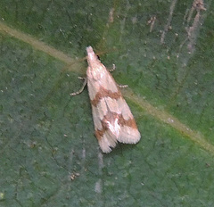 Aethes dilucidana