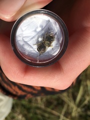 Megachile leachella