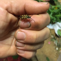 Typocerus velutinus