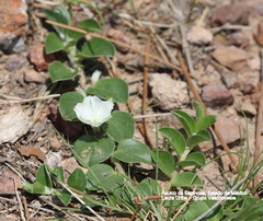 Evolvulus prostratus