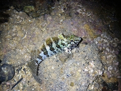 Delalande Blenny photo 4