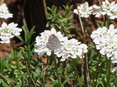 Celastrina ladon