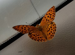 Argynnis laodice