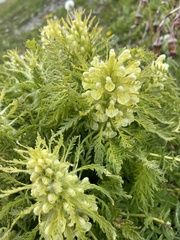 Pedicularis foliosa