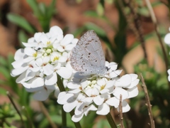 Celastrina ladon