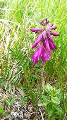 Hedysarum hedysaroides