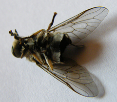 Tabanus autumnalis